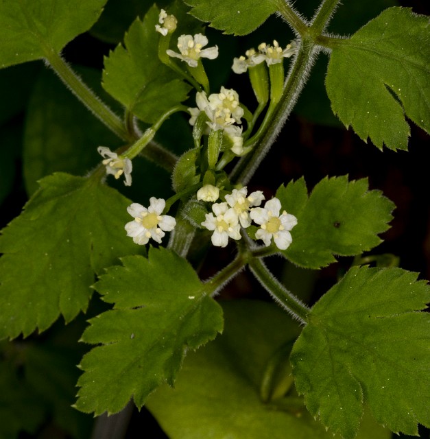 Osmorhiza berteroi 18-9281.jpg
